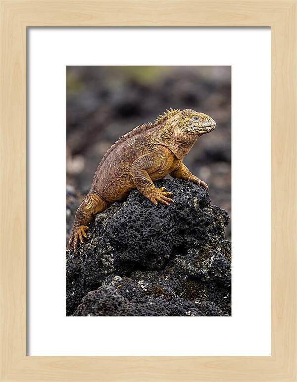 Galapagos Land Iguana On Lava