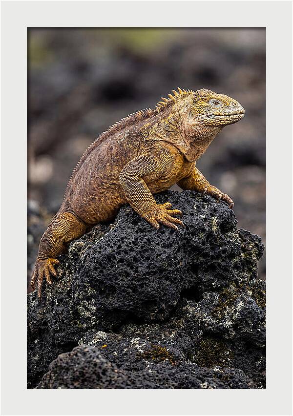 Galapagos Land Iguana On Lava
