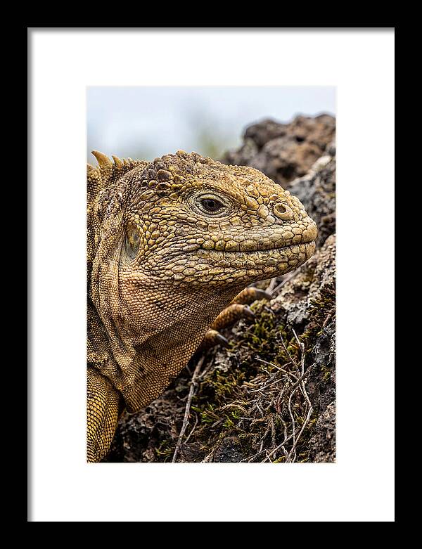 Galapagos Land Iguana Portrait