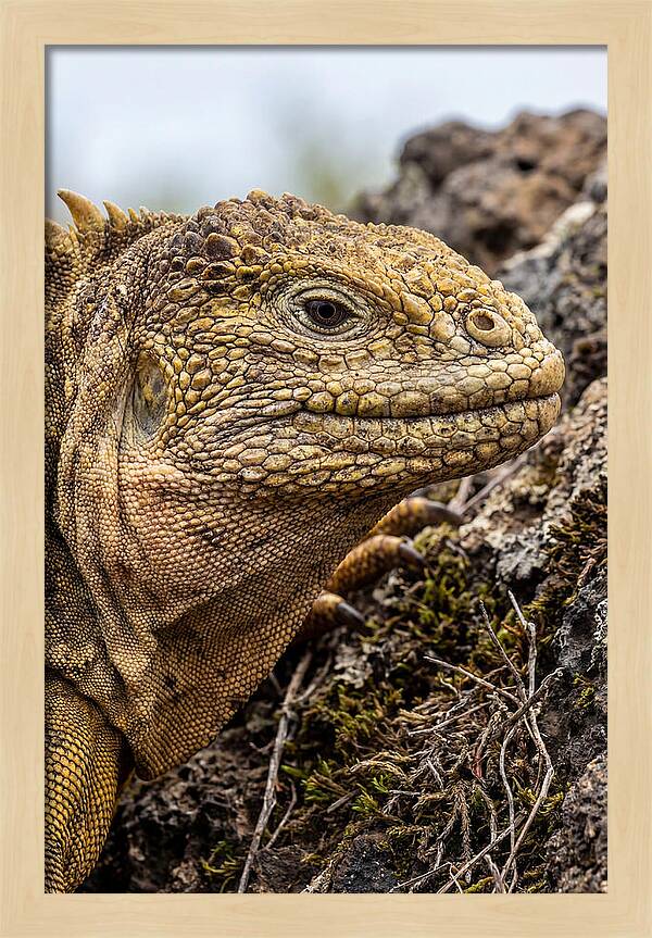 Galapagos Land Iguana Portrait