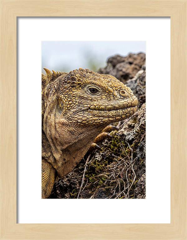 Galapagos Land Iguana Portrait
