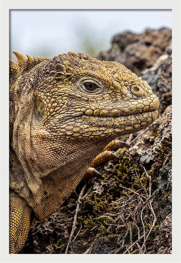Galapagos Land Iguana Portrait