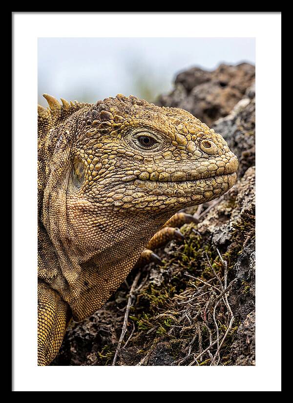 Galapagos Land Iguana Portrait