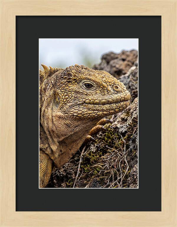 Galapagos Land Iguana Portrait