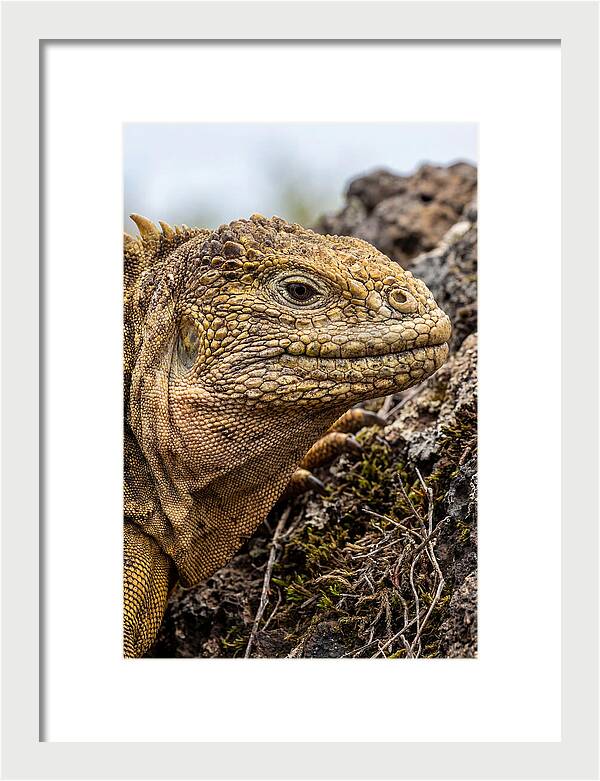 Galapagos Land Iguana Portrait