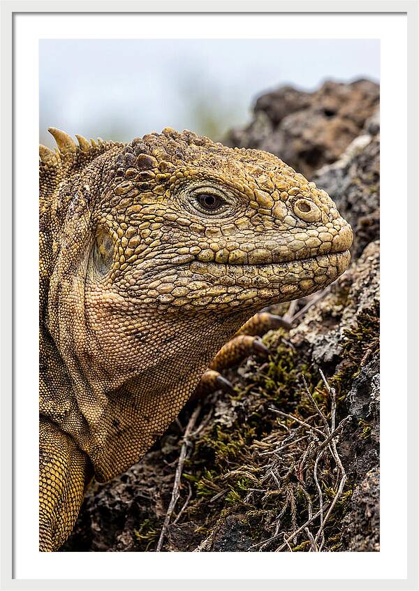 Galapagos Land Iguana Portrait