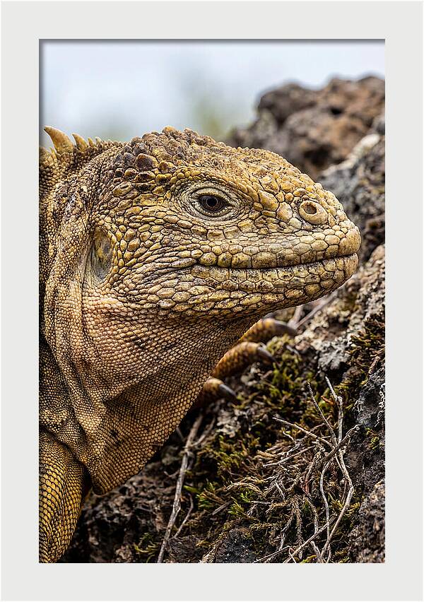 Galapagos Land Iguana Portrait