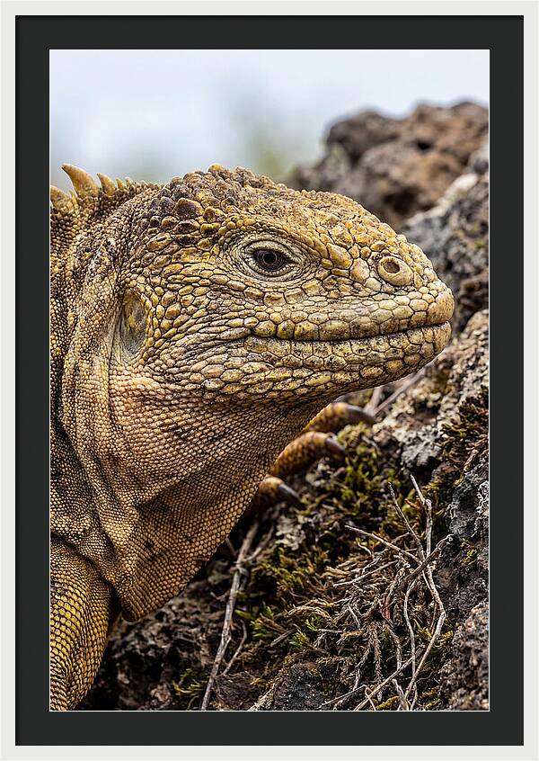 Galapagos Land Iguana Portrait