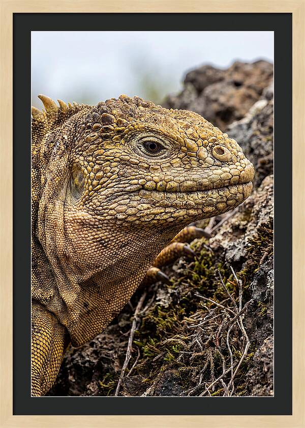 Galapagos Land Iguana Portrait
