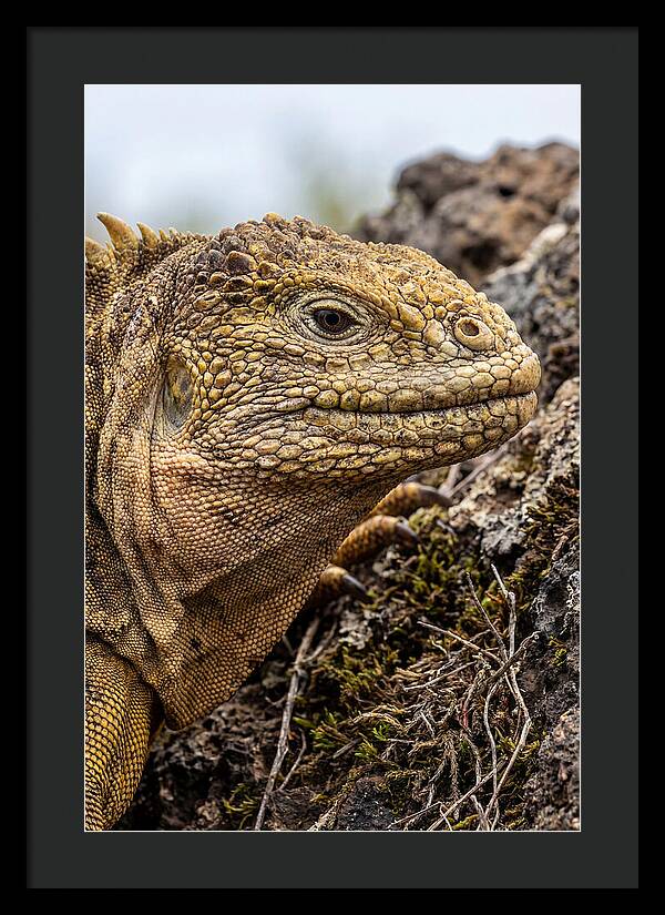 Galapagos Land Iguana Portrait