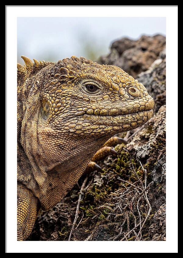 Galapagos Land Iguana Portrait