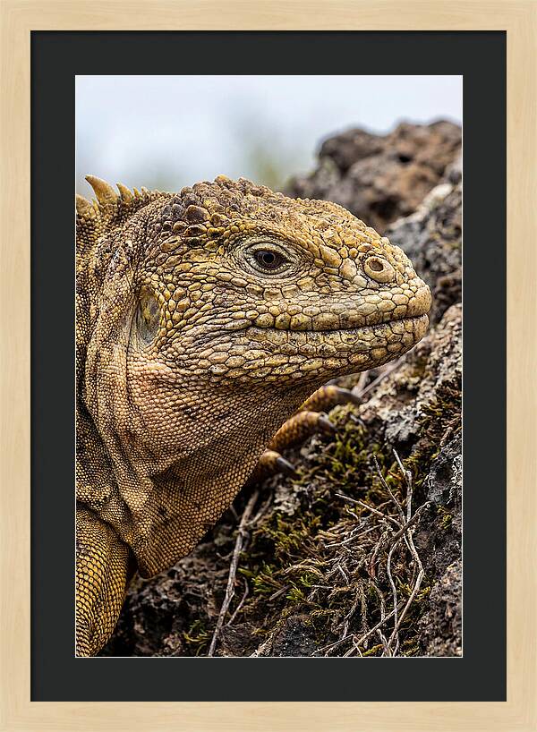 Galapagos Land Iguana Portrait