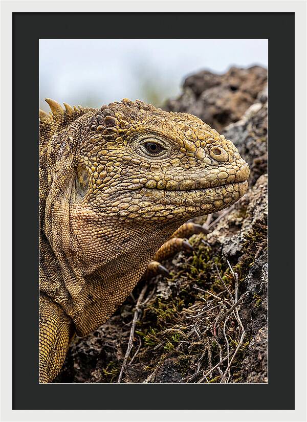 Galapagos Land Iguana Portrait