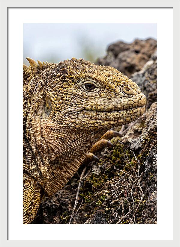 Galapagos Land Iguana Portrait