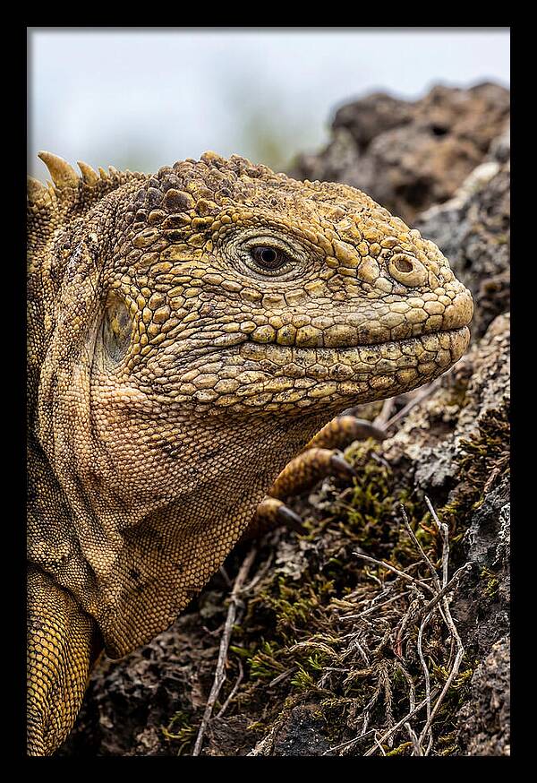 Galapagos Land Iguana Portrait