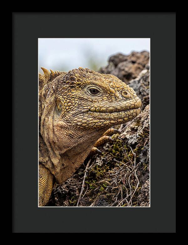 Galapagos Land Iguana Portrait