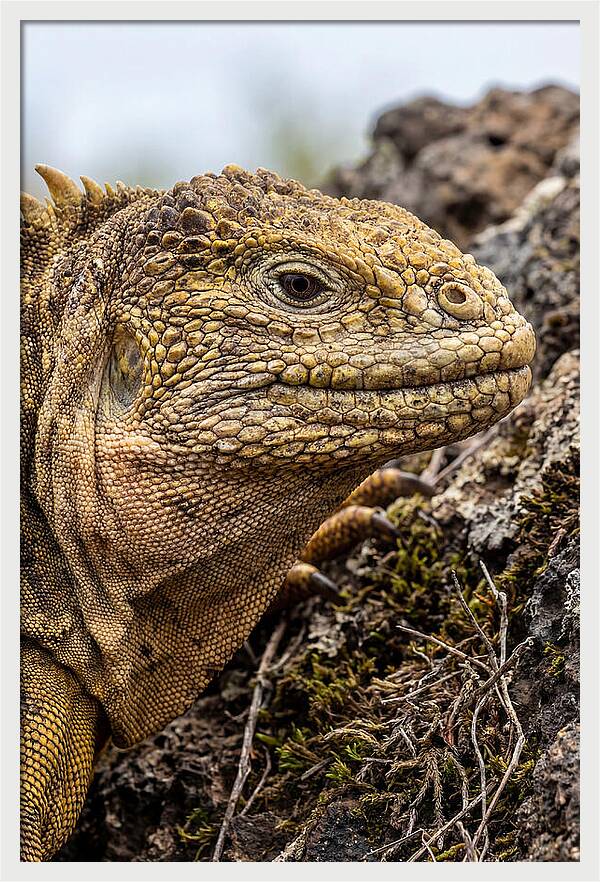 Galapagos Land Iguana Portrait
