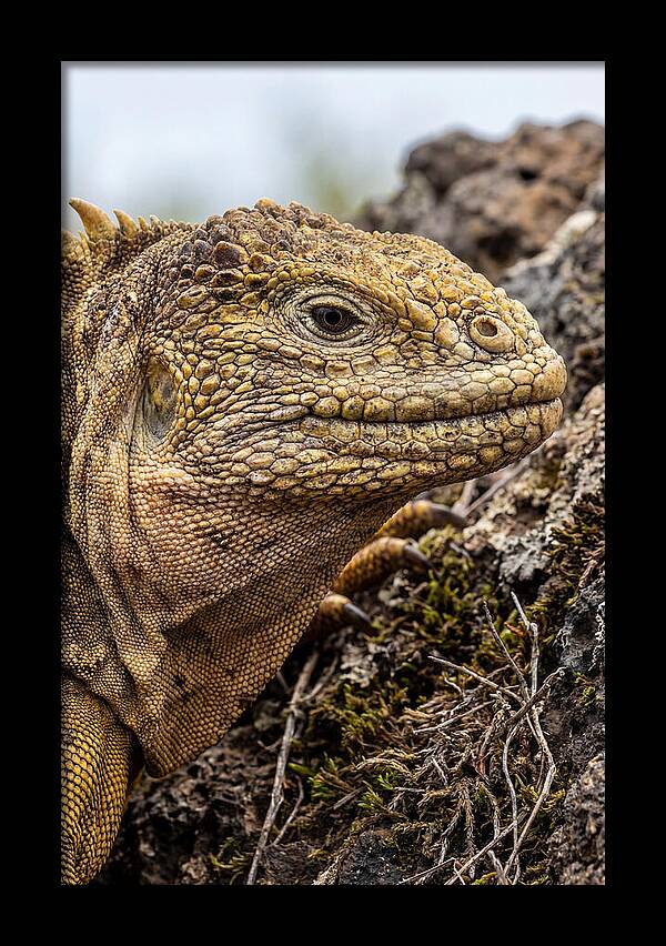 Galapagos Land Iguana Portrait
