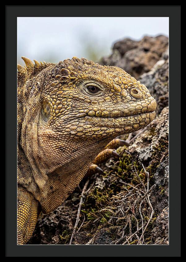 Galapagos Land Iguana Portrait