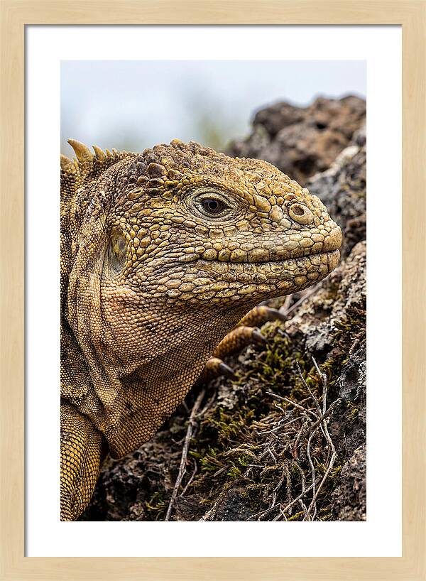 Galapagos Land Iguana Portrait