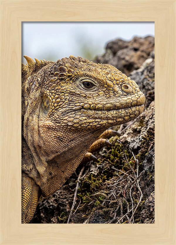 Galapagos Land Iguana Portrait