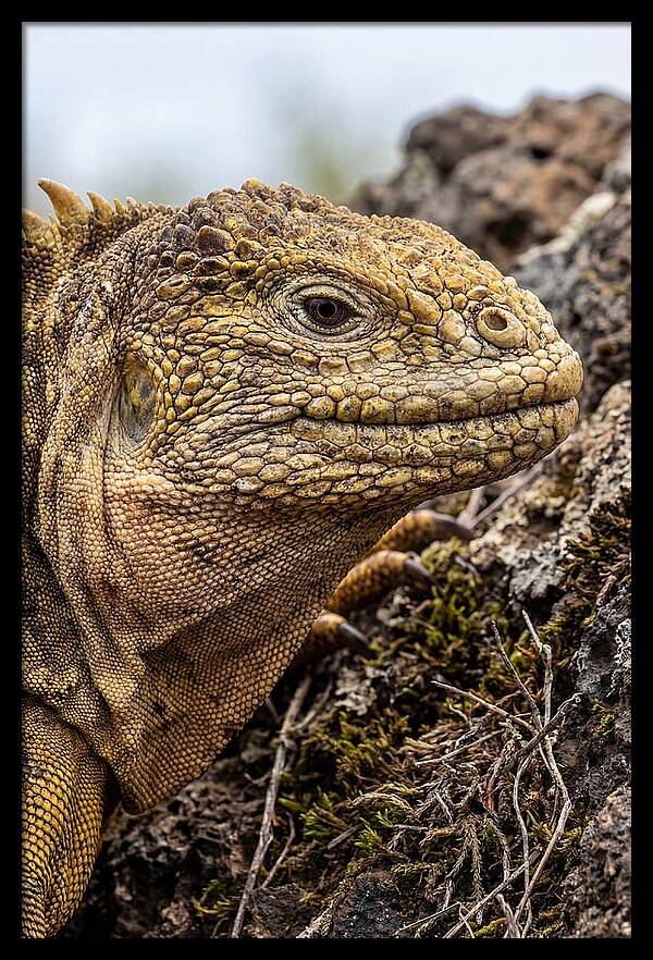 Galapagos Land Iguana Portrait