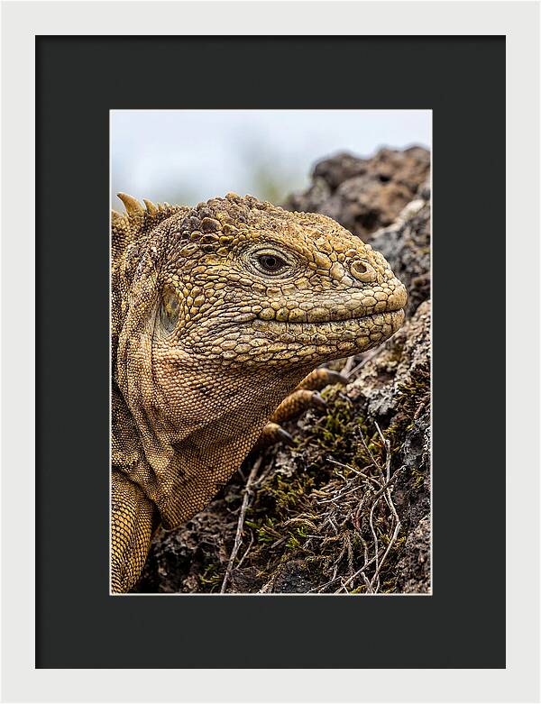 Galapagos Land Iguana Portrait