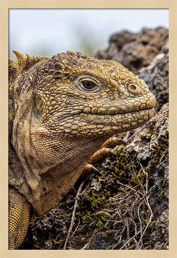 Galapagos Land Iguana Portrait