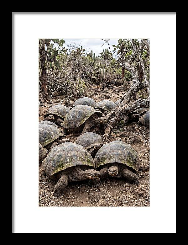 Galapagos Tortoise Gathering