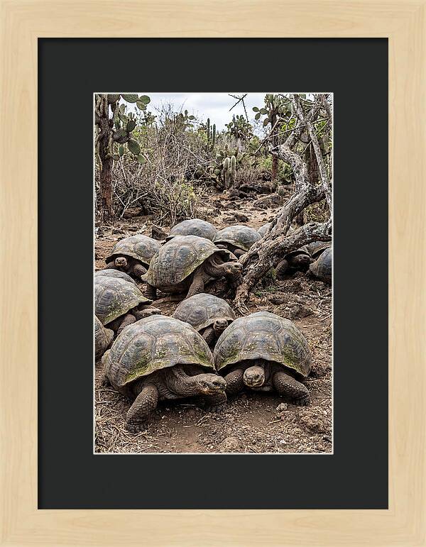 Galapagos Tortoise Gathering