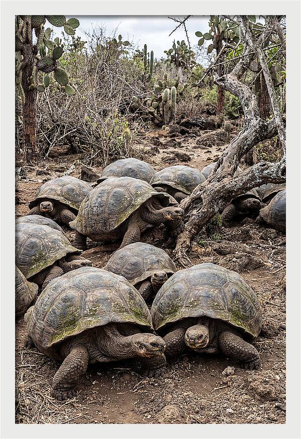 Galapagos Tortoise Gathering