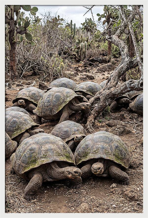 Galapagos Tortoise Gathering