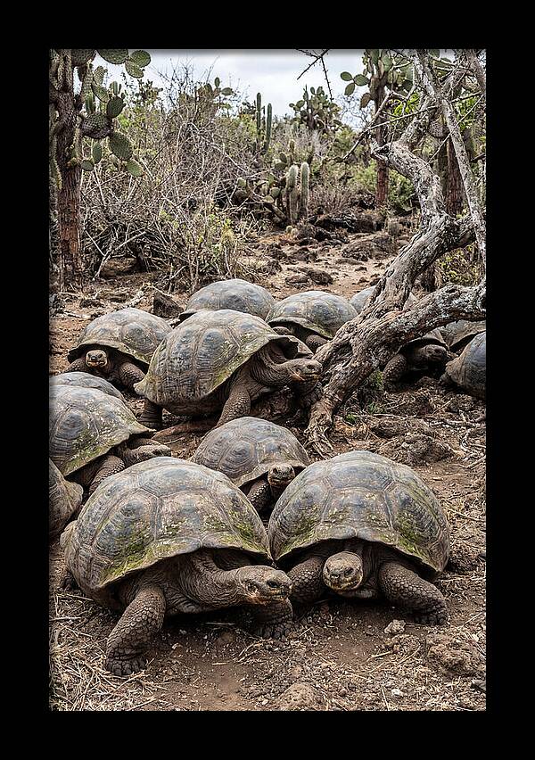 Galapagos Tortoise Gathering