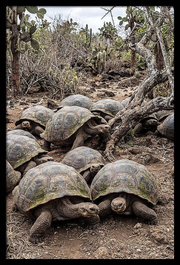 Galapagos Tortoise Gathering