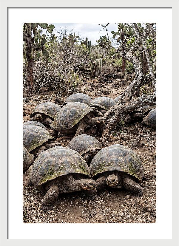 Galapagos Tortoise Gathering