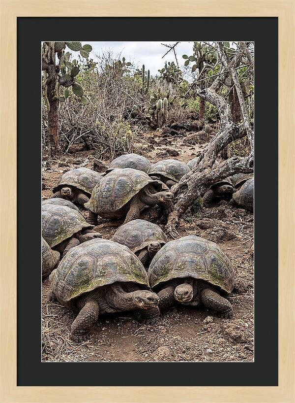 Galapagos Tortoise Gathering