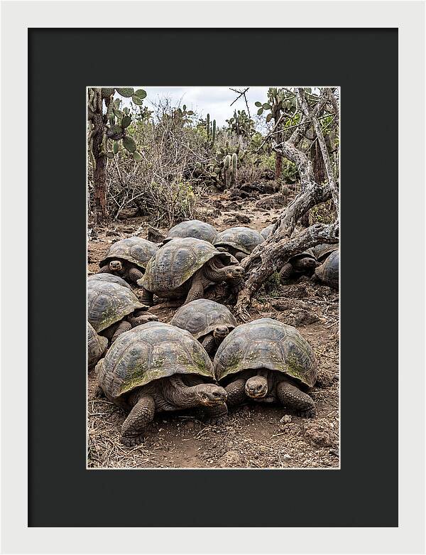Galapagos Tortoise Gathering