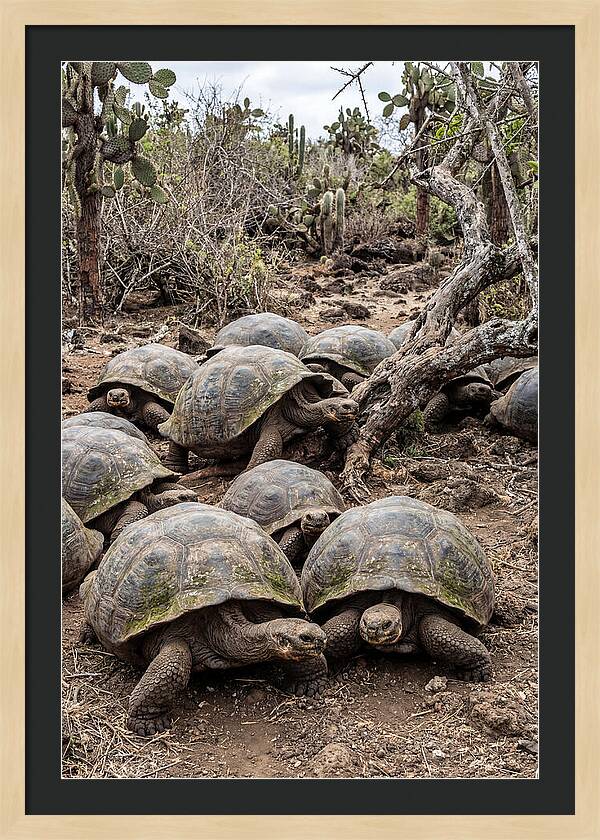 Galapagos Tortoise Gathering