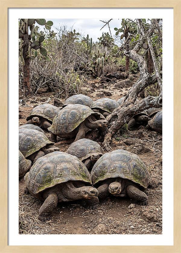 Galapagos Tortoise Gathering