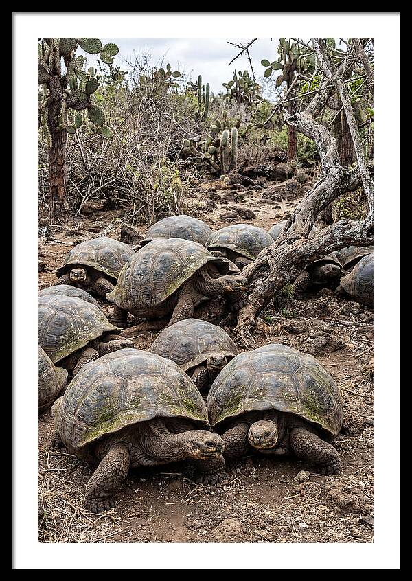 Galapagos Tortoise Gathering