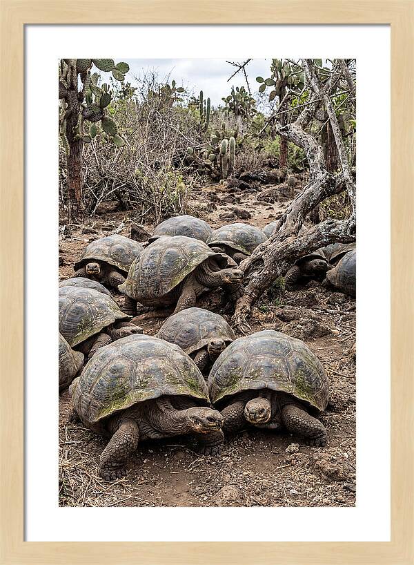 Galapagos Tortoise Gathering