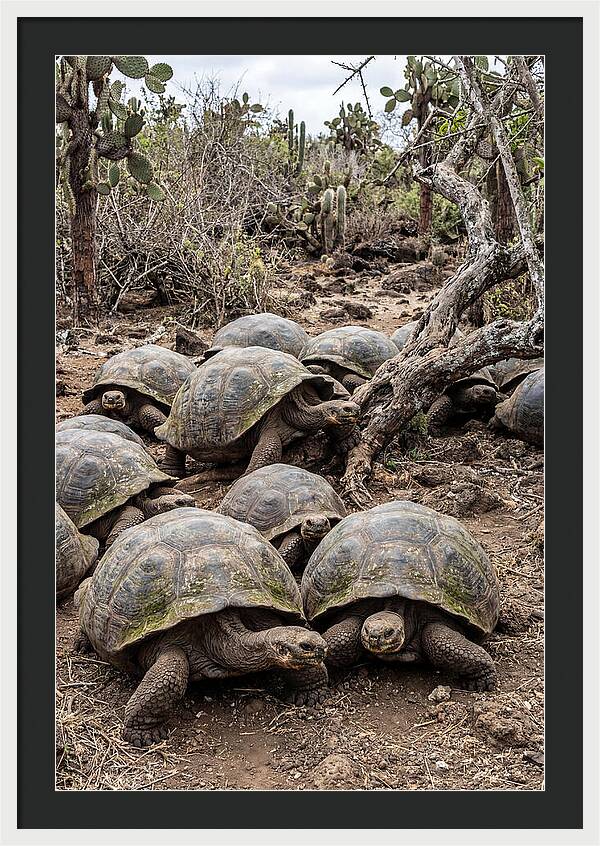 Galapagos Tortoise Gathering