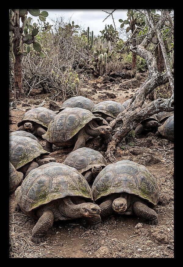 Galapagos Tortoise Gathering