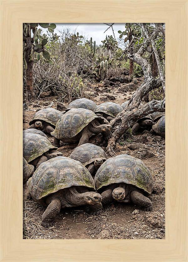 Galapagos Tortoise Gathering
