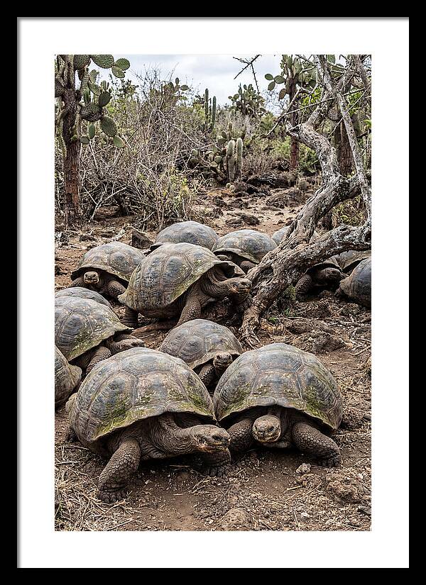 Galapagos Tortoise Gathering