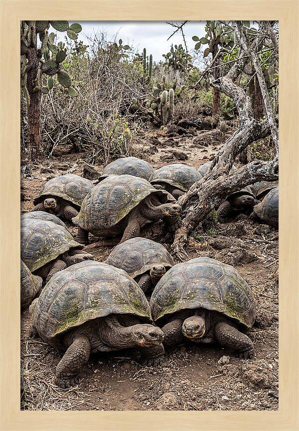 Galapagos Tortoise Gathering