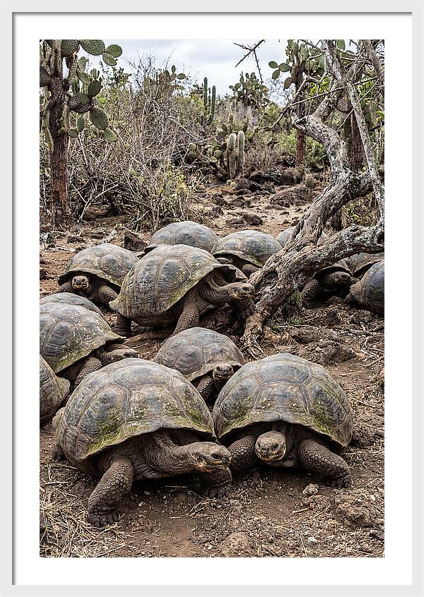 Galapagos Tortoise Gathering