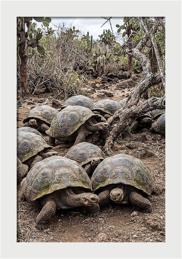 Galapagos Tortoise Gathering