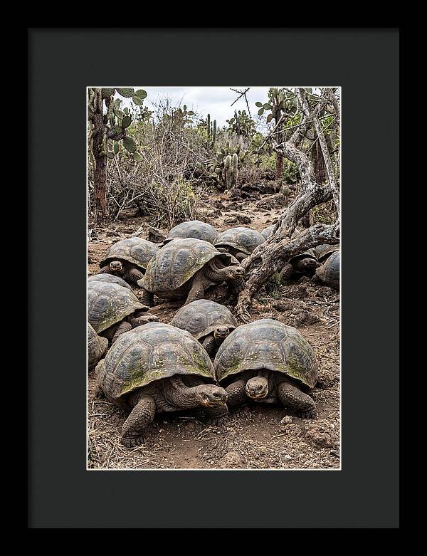 Galapagos Tortoise Gathering