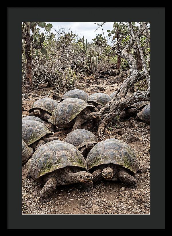 Galapagos Tortoise Gathering